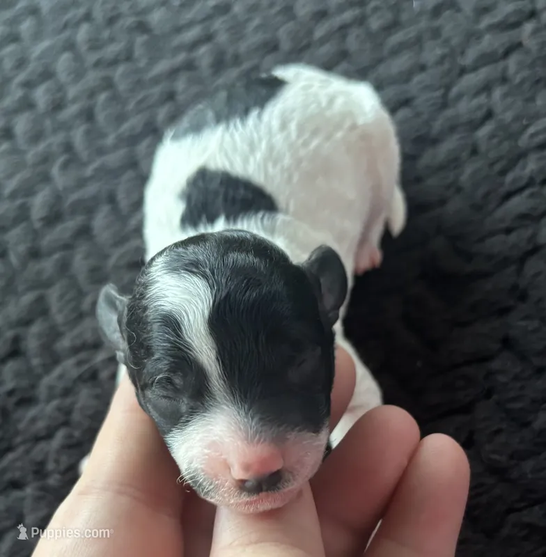 Discordia  – Poodle - Toy  puppy for sale in Camden, AR
