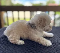 Uno (akc), a male Poodle - Toy  for sale in Camden, AR – 4 of 4