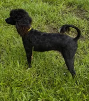 Lillian (moyen), a female Poodle - Standard  for sale in Camden, AR – 2 of 2