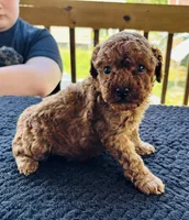 Neko (deep red), a male Poodle - Toy  for sale in Camden, AR – 3 of 4