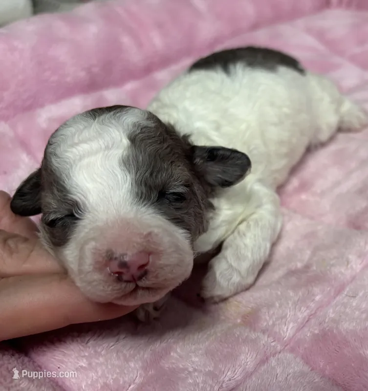 Topez (Merle parti) – Poodle - Toy  puppy for sale in Camden, AR
