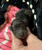 Athena (AKC), a female Poodle - Toy  for sale in Camden, AR – 2 of 2