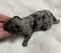 Zero (akc) , a male Poodle - Toy  for sale in Camden, AR – 2 of 2