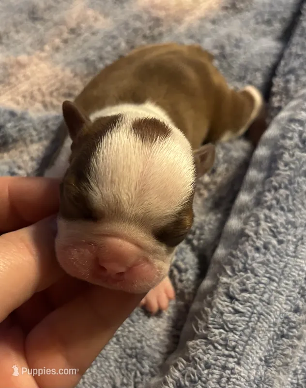 Athena  – Boston Terrier puppy for sale in Camden, AR