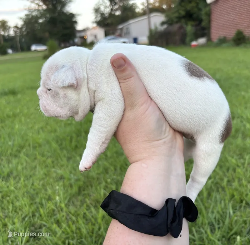Ares – Boston Terrier puppy for sale in Camden, AR