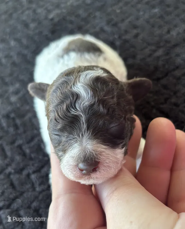 Titan – Poodle - Toy  puppy for sale in Camden, AR