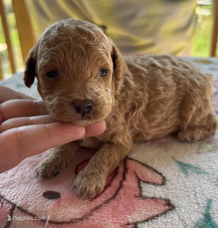 Hades (akc)  – Poodle - Toy  puppy for sale in Camden, AR