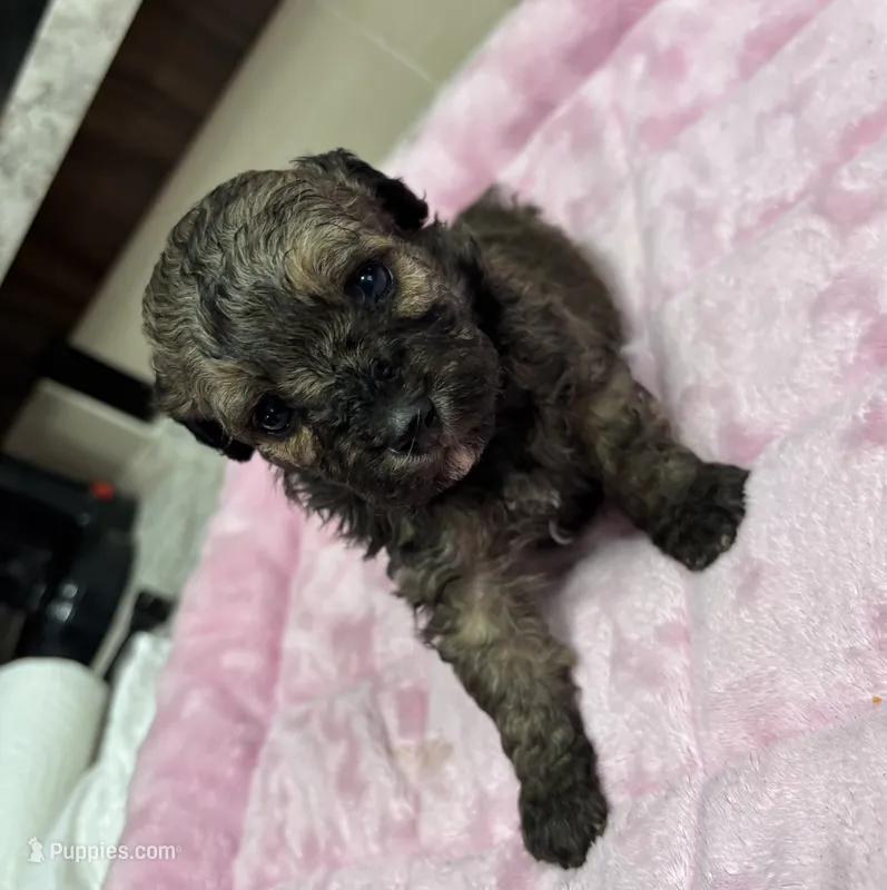 Caspian – Poodle - Toy  puppy for sale in Camden, AR