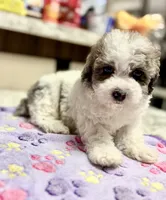 Topez (Merle with 2 blue eyes), a male Poodle - Toy  for sale in Camden, AR – 6 of 7