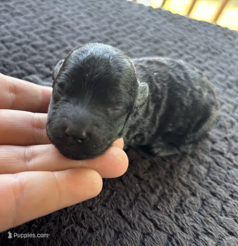 Poseidon  – Poodle - Toy  puppy for sale in Camden, AR