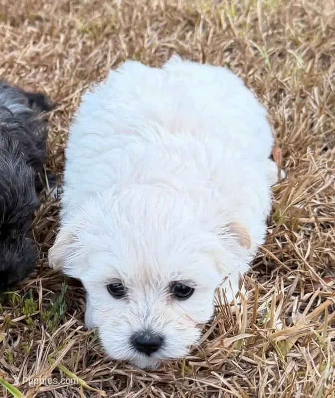 Girl 1  – Maltese, Poodle - Toy  puppy for sale in Camden, AR