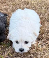 Girl 1 , a female Maltese and Poodle - Toy  for sale in Camden, AR – 1 of 1