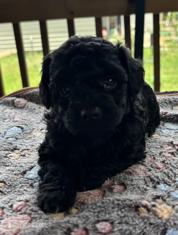 Sephora  – Poodle - Toy  puppy for sale in Camden, AR