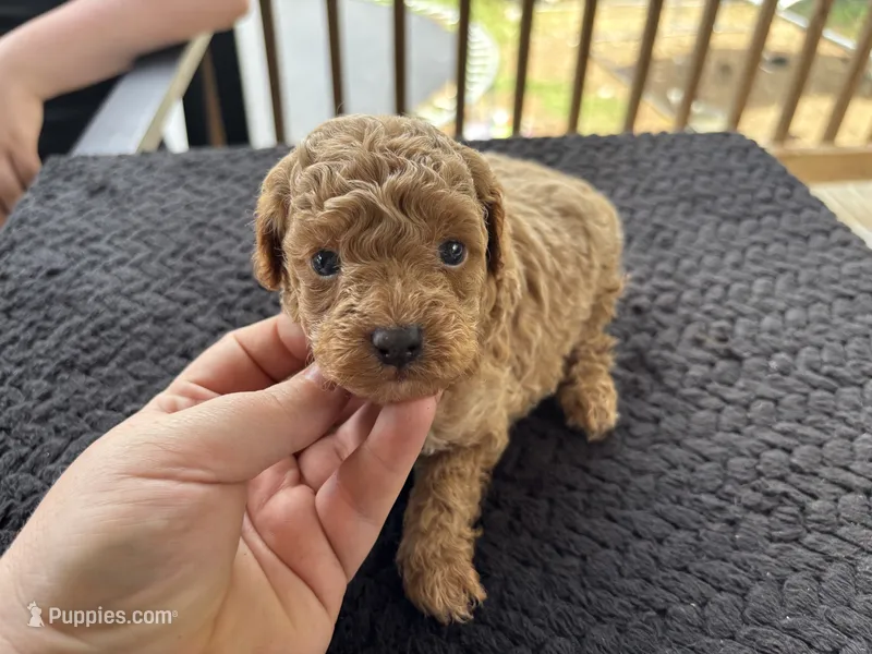 Hades (akc)  – Poodle - Toy  puppy for sale in Camden, AR