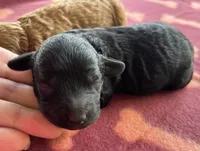 Jellybean (akc) , a female Poodle - Miniature  for sale in Camden, AR – 2 of 2