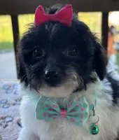 Ellie, a female Poodle - Toy  for sale in Camden, AR – 2 of 6