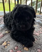 Mabeline, a female Poodle - Toy  for sale in Camden, AR – 2 of 2