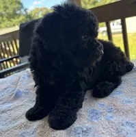 Chanel (akc), a female Poodle - Toy  for sale in Camden, AR – 2 of 3