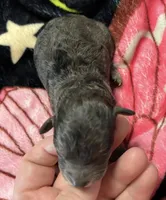 Ishtar ( AKC), a female Poodle - Toy  for sale in Camden, AR – 2 of 2