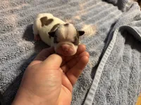 Aphrodites , a female Boston Terrier for sale in Camden, AR – 3 of 3