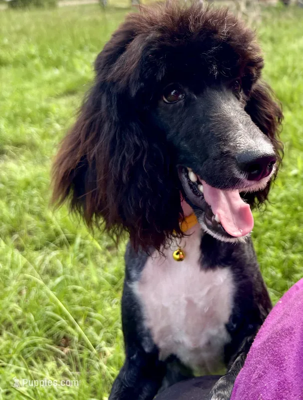 Lillian (moyen) – Poodle - Standard  puppy for sale in Camden, AR