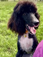 Lillian (moyen), a female Poodle - Standard  for sale in Camden, AR – 1 of 2