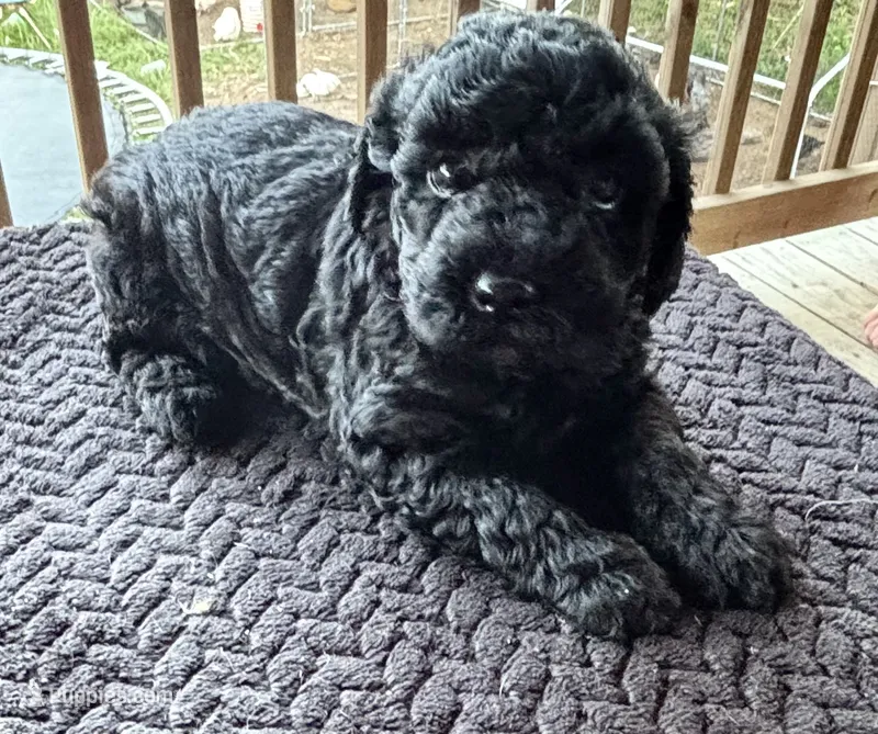 Jellybean (akc)  – Poodle - Miniature  puppy for sale in Camden, AR