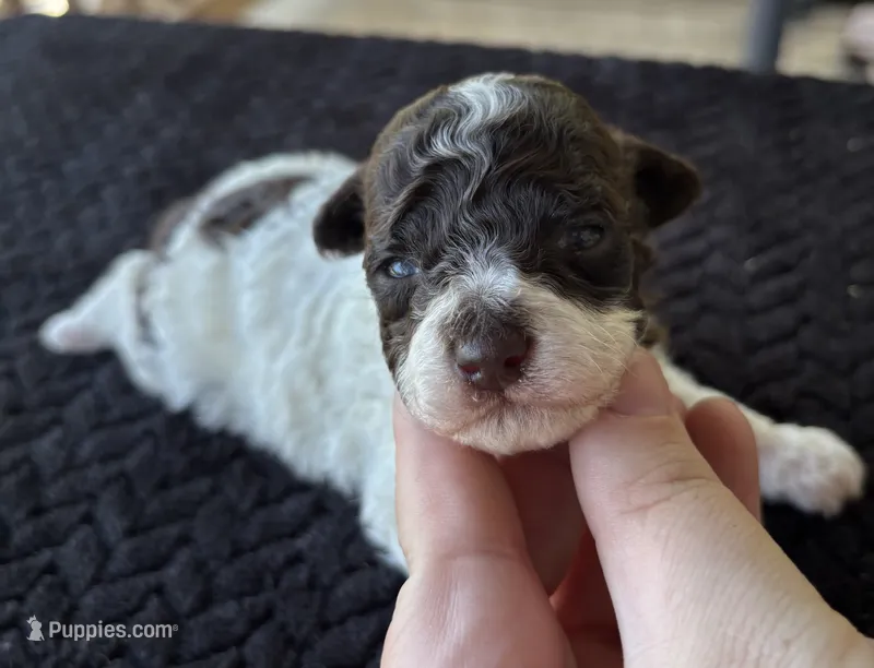 Titan – Poodle - Toy  puppy for sale in Camden, AR