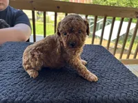 Neko (deep red), a male Poodle - Toy  for sale in Camden, AR – 4 of 4