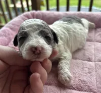 Topez , a male Poodle - Toy  for sale in Camden, AR – 2 of 3