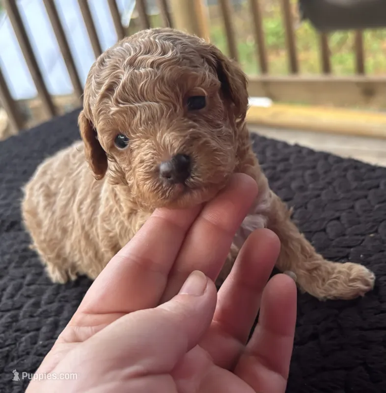 Hades (akc)  – Poodle - Toy  puppy for sale in Camden, AR