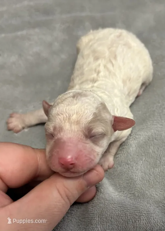 Amber , a female Poodle - Toy  for sale in Camden, AR – 1 of 2