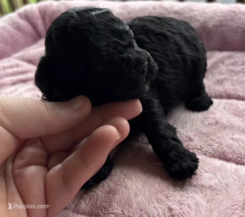 Onyx – Poodle - Toy  puppy for sale in Camden, AR