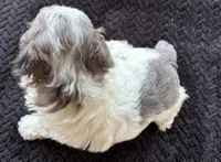 Topez (Merle with blue eyes), a male Poodle - Toy  for sale in Camden, AR – 4 of 7