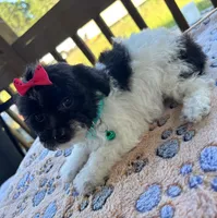 Ellie, a female Poodle - Toy  for sale in Camden, AR – 4 of 6