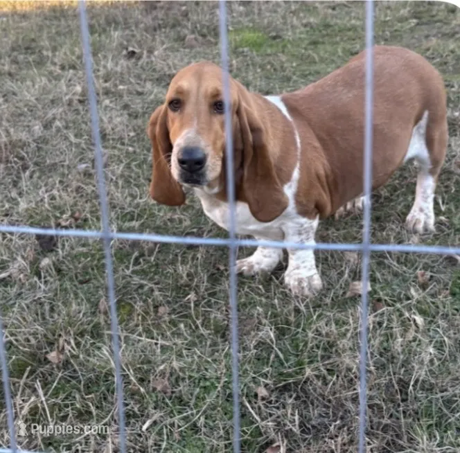 Molly – Basset Hound puppy for sale in Camden, AR