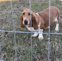 Molly, a female Basset Hound for sale in Camden, AR – 1 of 1
