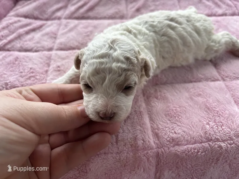 Amber  – Poodle - Toy  puppy for sale in Camden, AR