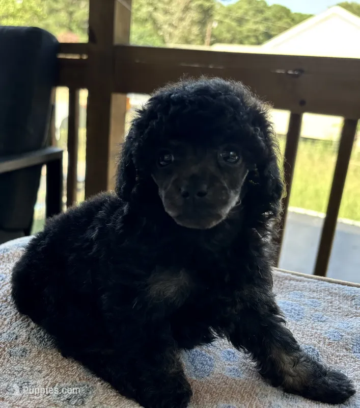 Kylie (phantom-akc) – Poodle - Toy  puppy for sale in Camden, AR