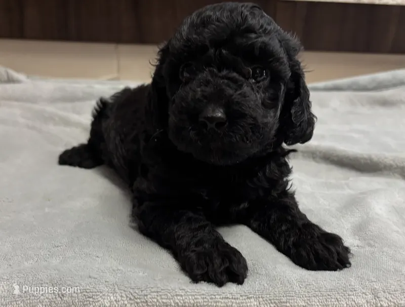 Jellybean (akc)  – Poodle - Miniature  puppy for sale in Camden, AR