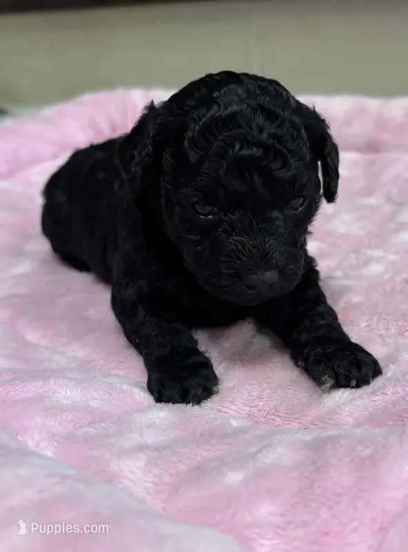 Sephora  – Poodle - Toy  puppy for sale in Camden, AR