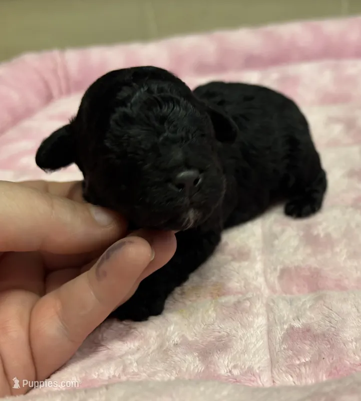 Onyx – Poodle - Toy  puppy for sale in Camden, AR