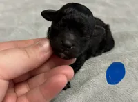Onyx, a male Poodle - Toy  for sale in Camden, AR – 1 of 2