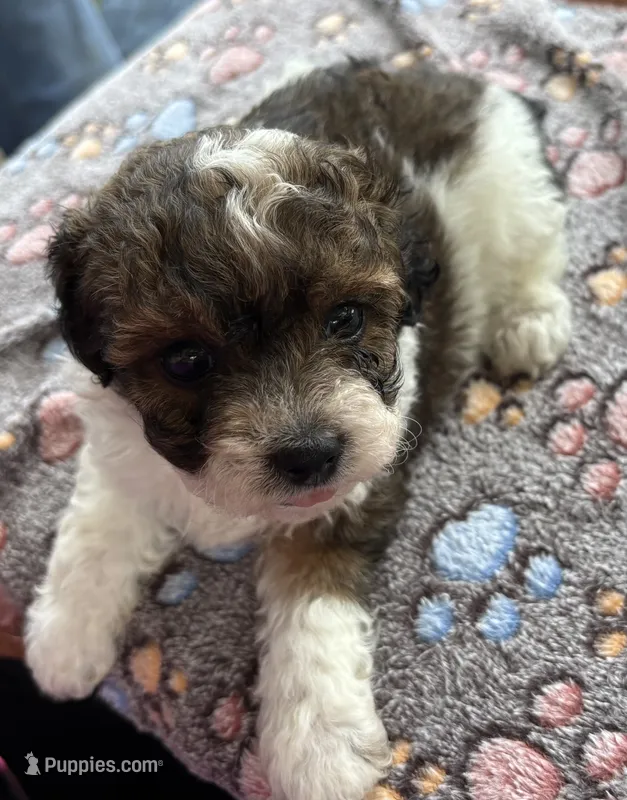 Zeus – Poodle - Toy  puppy for sale in Camden, AR