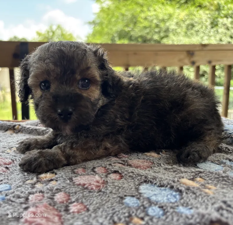 Caspian – Poodle - Toy  puppy for sale in Camden, AR