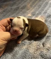 Loki, a female Boston Terrier for sale in Camden, AR – 1 of 3