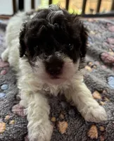 Titan (chocolate parti), a male Poodle - Toy  for sale in Camden, AR – 2 of 7