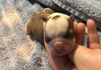 Athena , a female Boston Terrier for sale in Camden, AR – 3 of 5