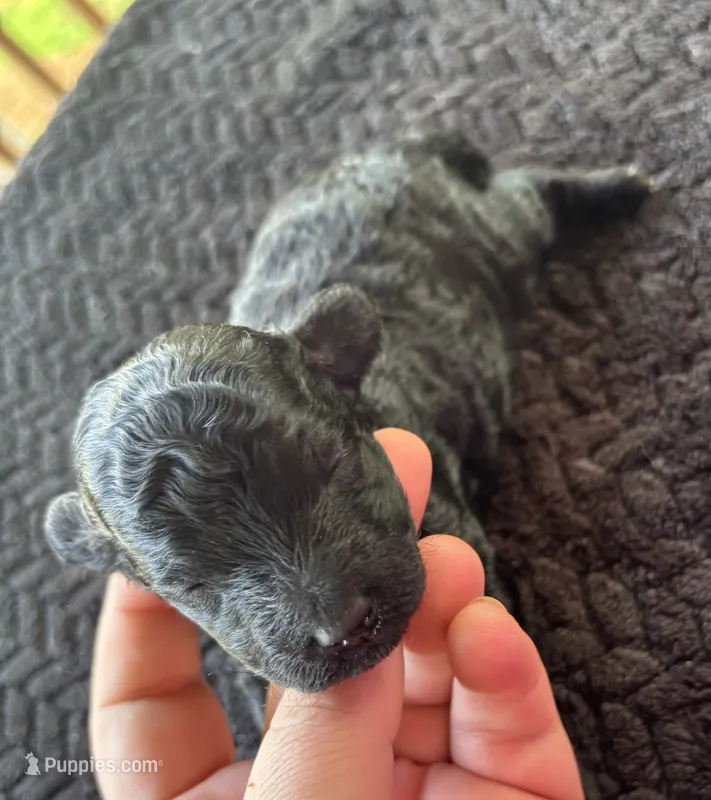 Poseidon  – Poodle - Toy  puppy for sale in Camden, AR