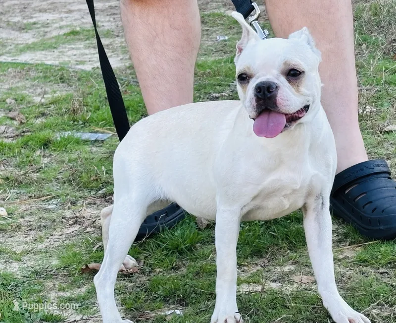 Sugar (AKC CREAM)  – Boston Terrier puppy for sale in Camden, AR
